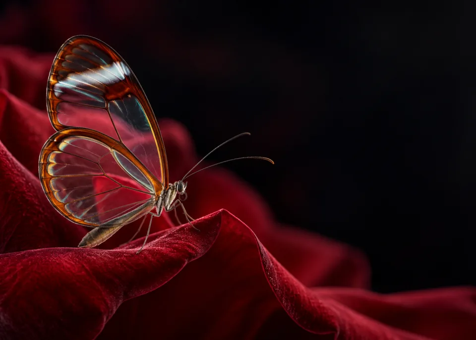Glasswing: A glasswing butterfly with transparent wings on a dark rose petal, the petal visible through the wings.