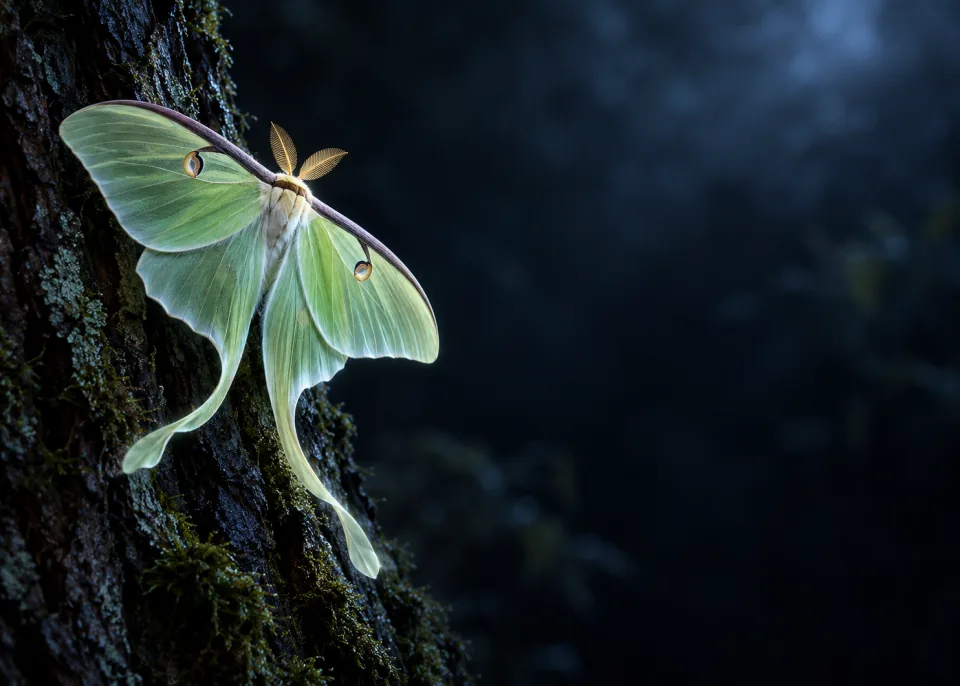 Luna Moth: A pale green luna moth with long trailing tails on dark bark, cool moonlit rim light.