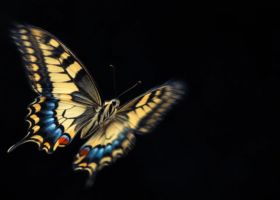 Swallowtail: A swallowtail butterfly in flight against black, wings caught mid-beat, its edges softly blurred.